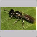 Crossocerus sp - Grabwespe 09b 5mm.jpg